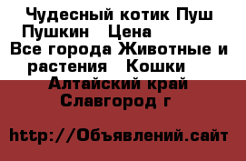 Чудесный котик Пуш-Пушкин › Цена ­ 1 200 - Все города Животные и растения » Кошки   . Алтайский край,Славгород г.